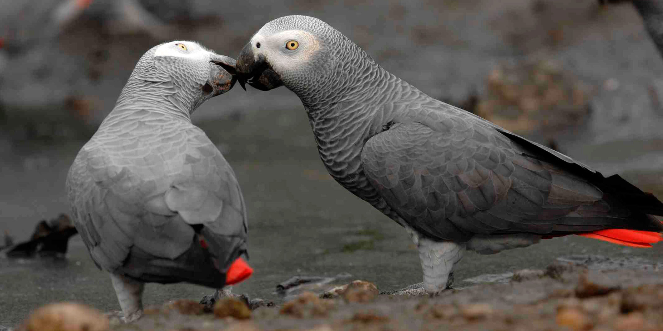 African Grey